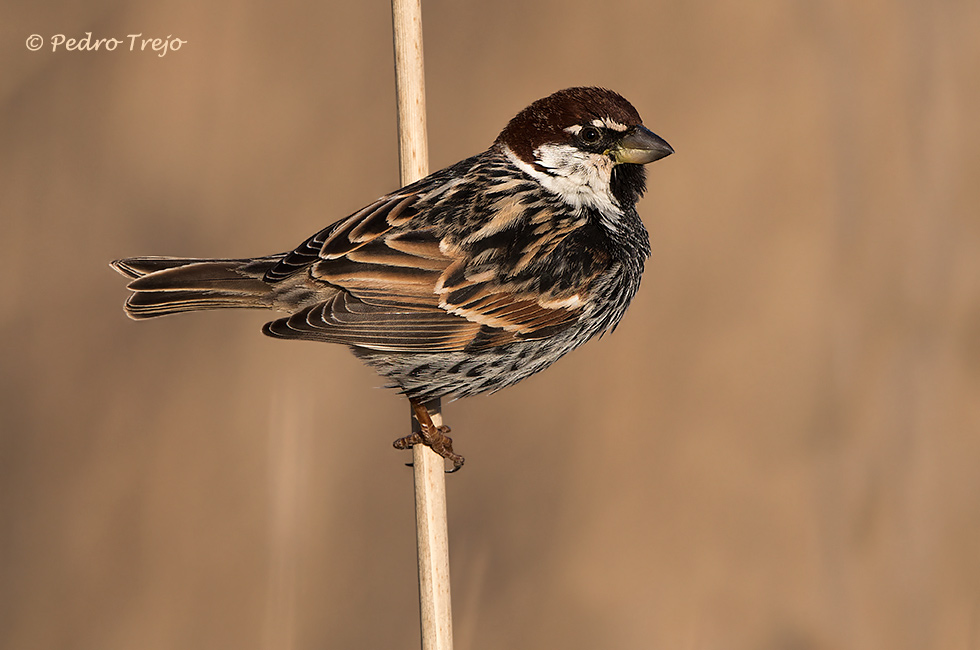 Gorrión moruno (Passer hispaniolensis)